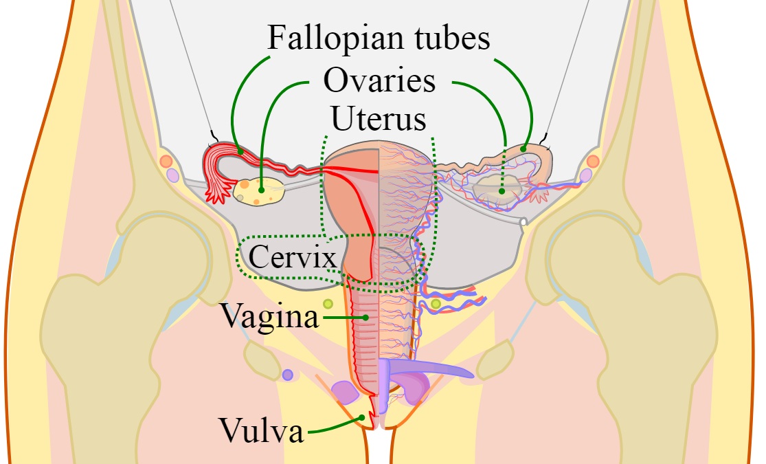 حساسیت آدنکسال / Adnexal Tenderness